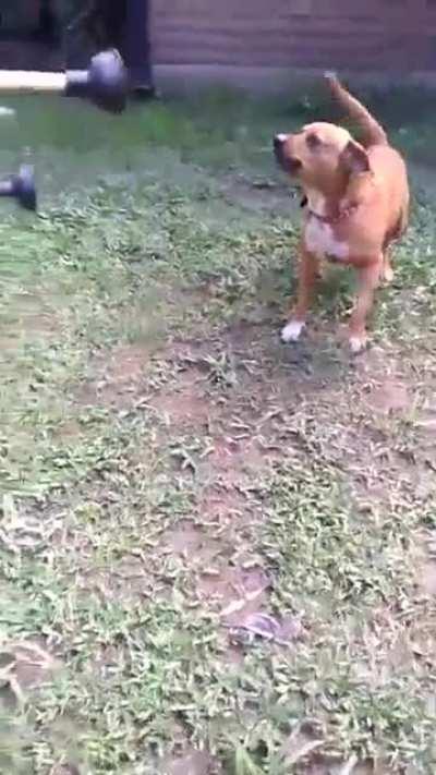 El verdadero dogo argentino..!