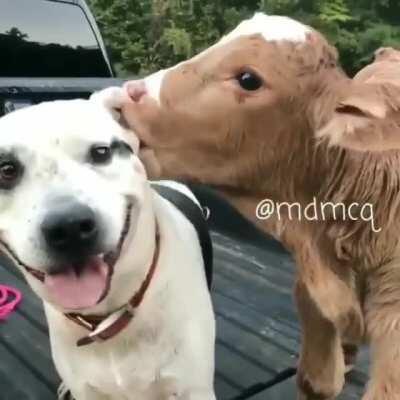 When grass dog meets dottie dog.