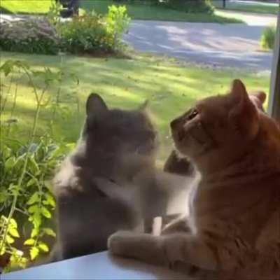 To get a cats attention