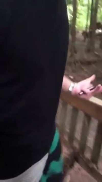 HMB, I will show you the treehouse