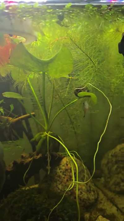 Gravid Pygmy Cory?