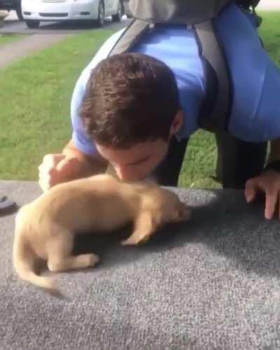 Puppy gets really excited every single time daddy comes back home from work.