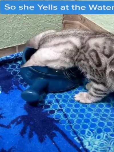 Gets paw wet and yells at water