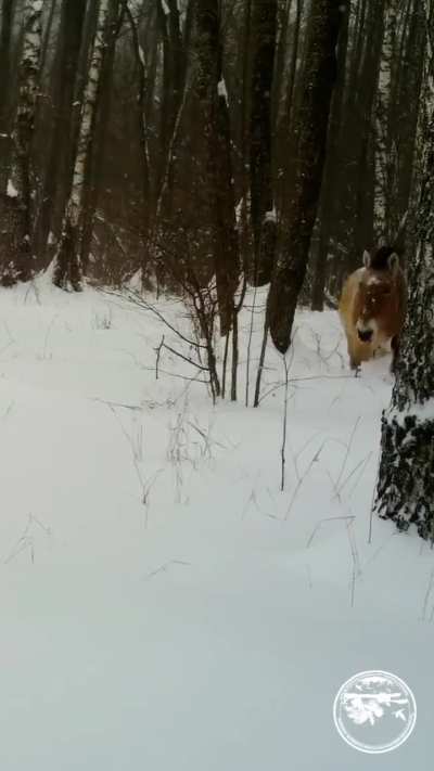 Przewalski's horse was spotted in the Chornobyl Zone