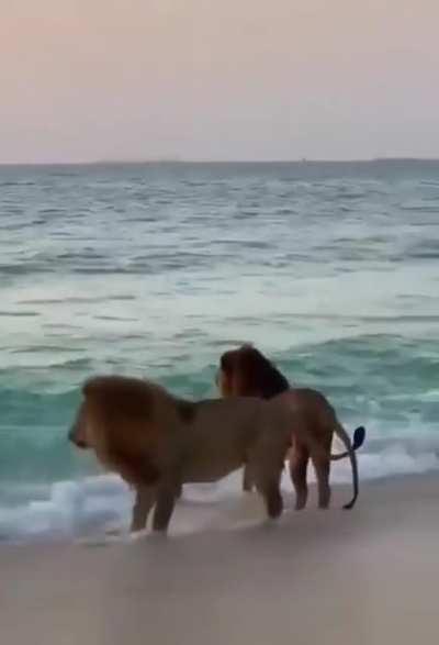 Две кошки наслаждаюсь видом