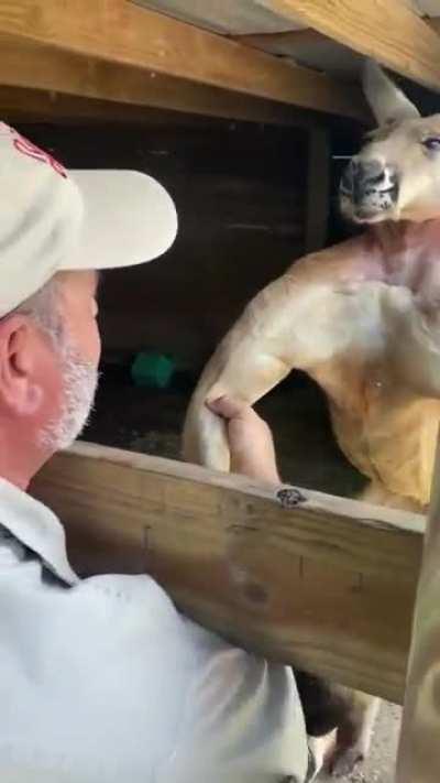 This muscular kangaroo.