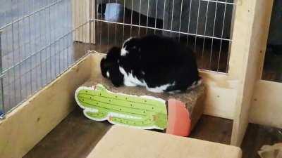 Lucifer is feeling a bit prickly today