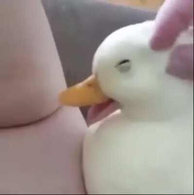 This is just wholesome