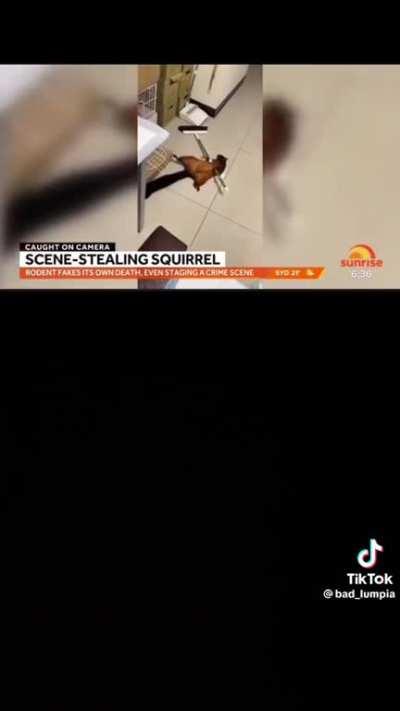 squirrel fakes accident