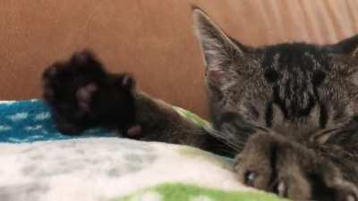 Are we trying to flip pizza dough here?