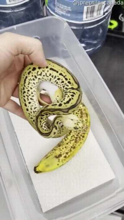 Banana for scales