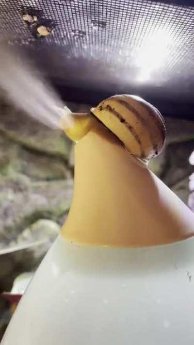 Anyone else’s snail just climb and hang out on the humidifier output?