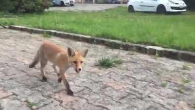 Curious fox seems acclimated to humans being nearby