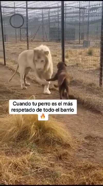 Lo importante son los contactos