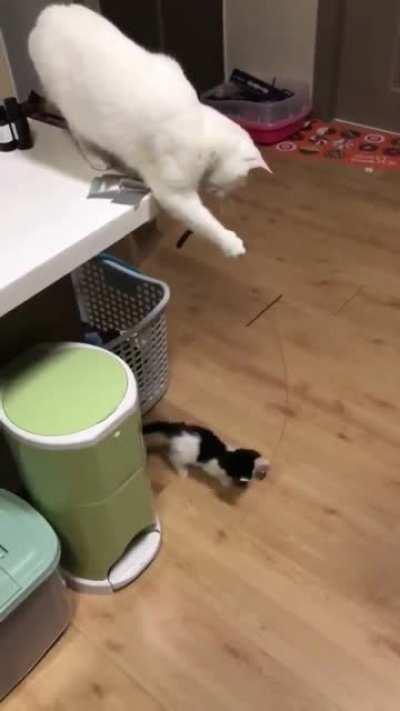 Cat mom keeping her child busy