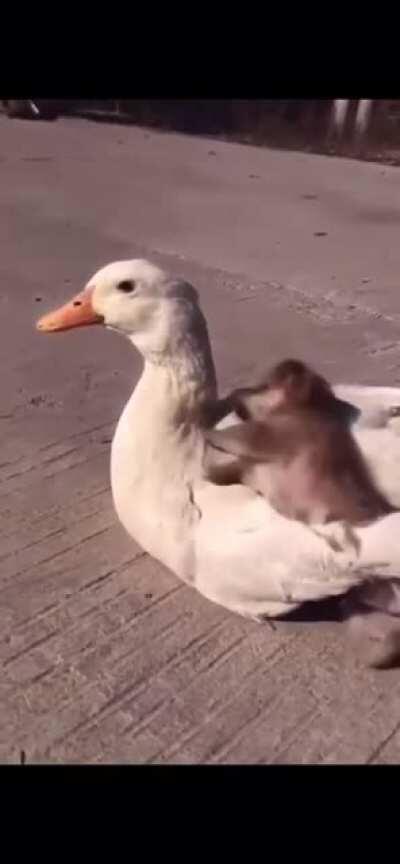 A dog and a duck