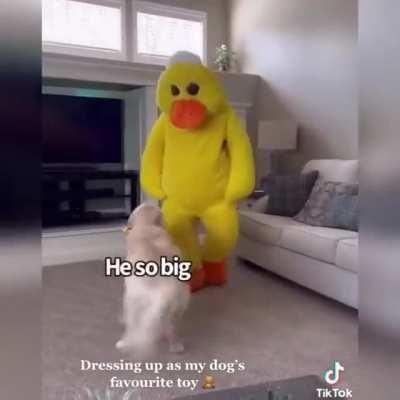 Good boy's favorite toy