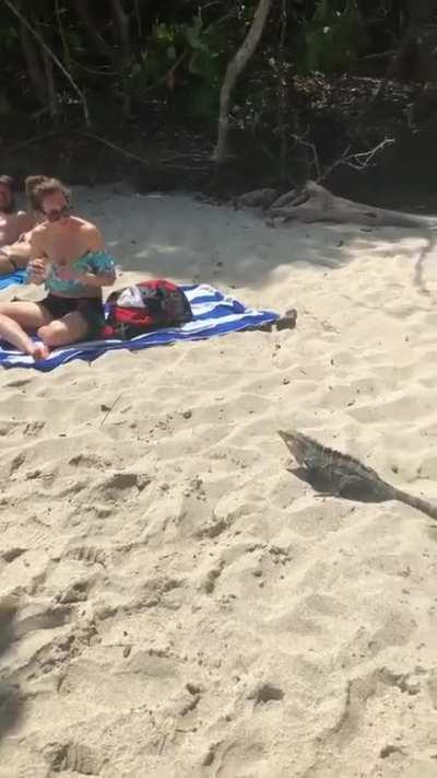 Lizard being a jerk.