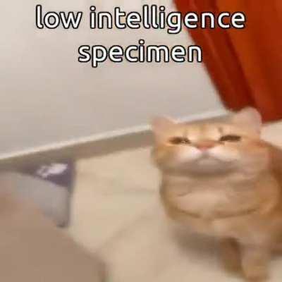 low intelligence specimen