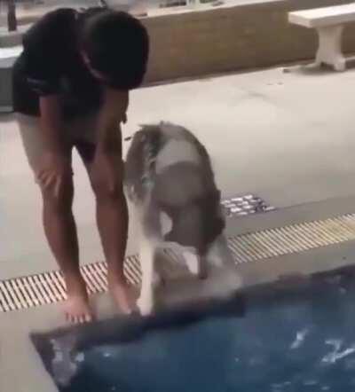 *Husky's first swim* only has 2 seconds of swimming footage