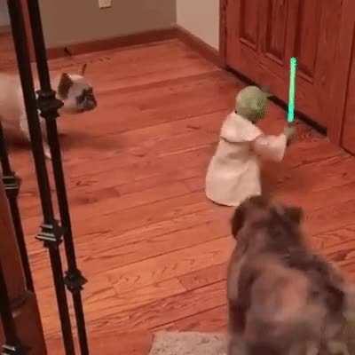 Master Yoda fending off two savage beasts.