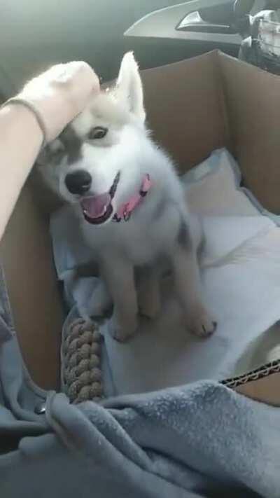 My boss got a new puppy and I get to keep it conpany on the way home. Best job ever