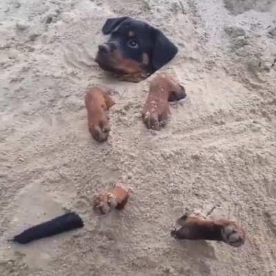 Stuck Doggo