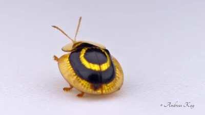 🔥 A golden target tortoise beetle