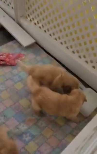 I just love them all!! How will I choose?? 😫