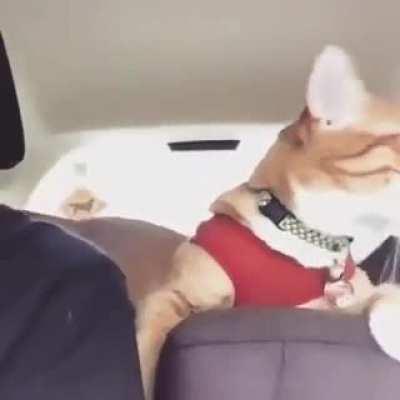 Car ride! Cat Vs. Dog