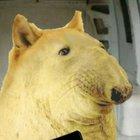 Henry le tik tok user has arrived