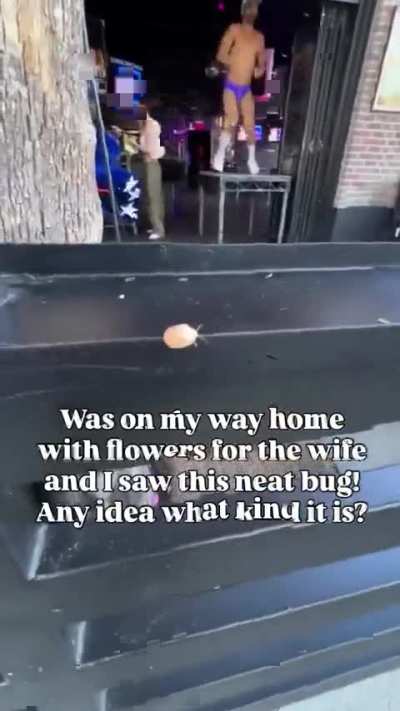 Would you eat the bug for a penny?