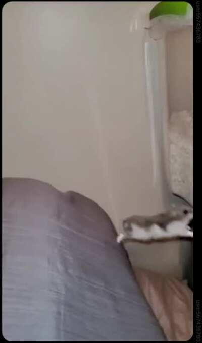 i LOST it when it jumped towards the wall