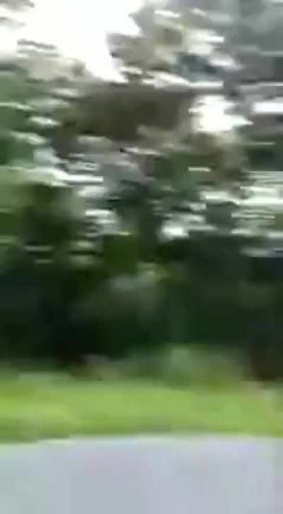 Close call with a tiger