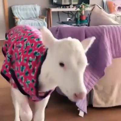 Calf in his PJs getting excited about dinner