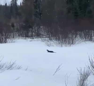 🔥 Perhaps no animals have more of a reputation for their playful nature than river otters and this is true in any environment, be it water or snow. This one has been caught using its belly to slide on the snow
