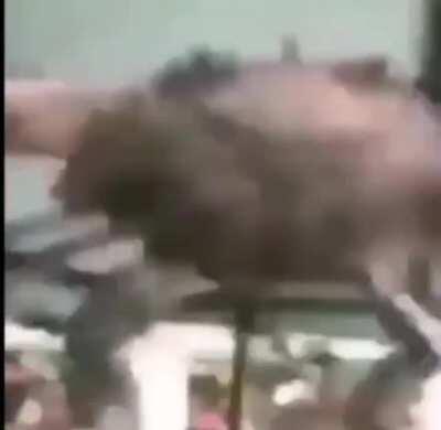 Vamo erni poniendose en forma un capo total