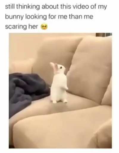 Bunny soo cute when she founds the owner