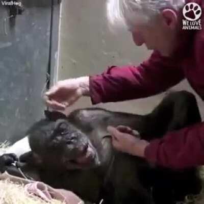 A human reaction from a chimpanzee.
