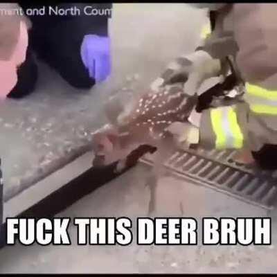 Deer gone