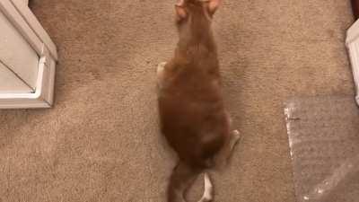 Quorra had a lot of squeaks to provide!