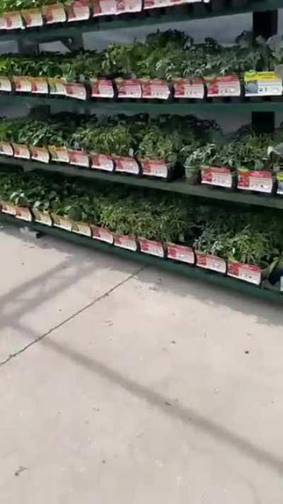 Just A Rabbit At Walmart