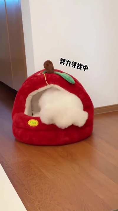 Playing with bed and enjoy