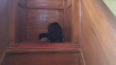 Protective Cat Carries Her Kittens Into Mosque