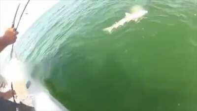 Goliath grouper eats shark whole