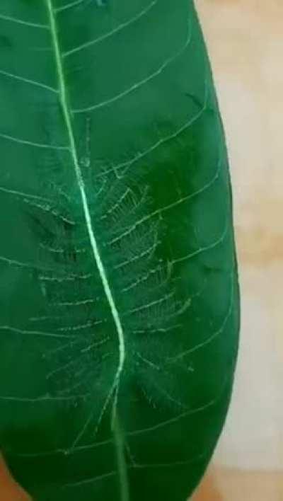 🔥Common Baron butterfly caterpillars feed on mango leaves