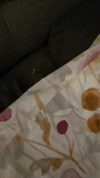 Jimily has the whole bed for himself!