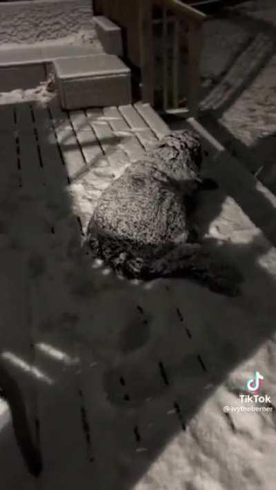 This dog really loves the snow huh