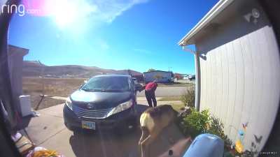 What not to do with a Deer. Women attacked! 😮