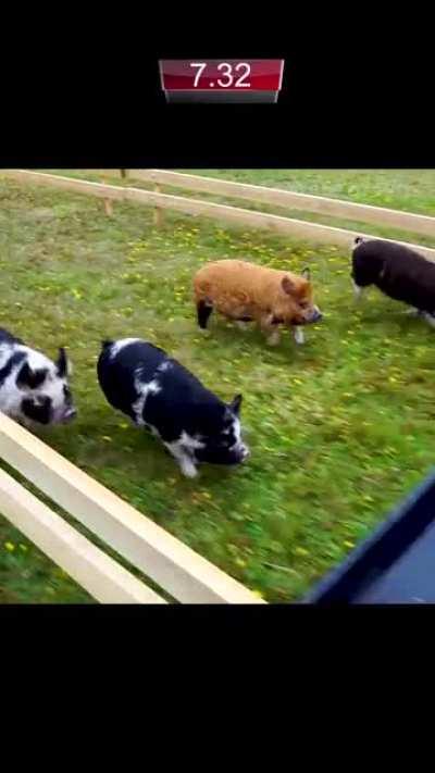 One of the greatest comebacks of all time! 🐷🔥